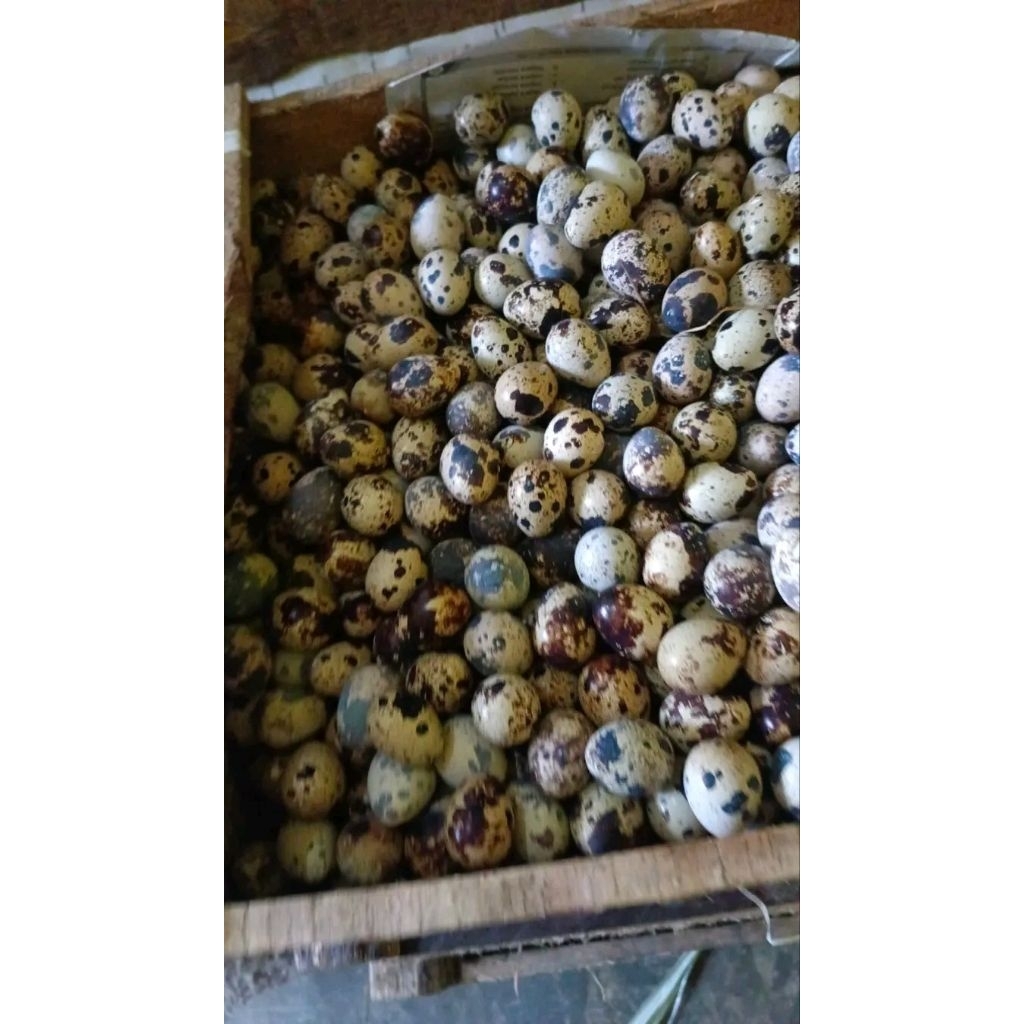

Telur Puyuh fertil