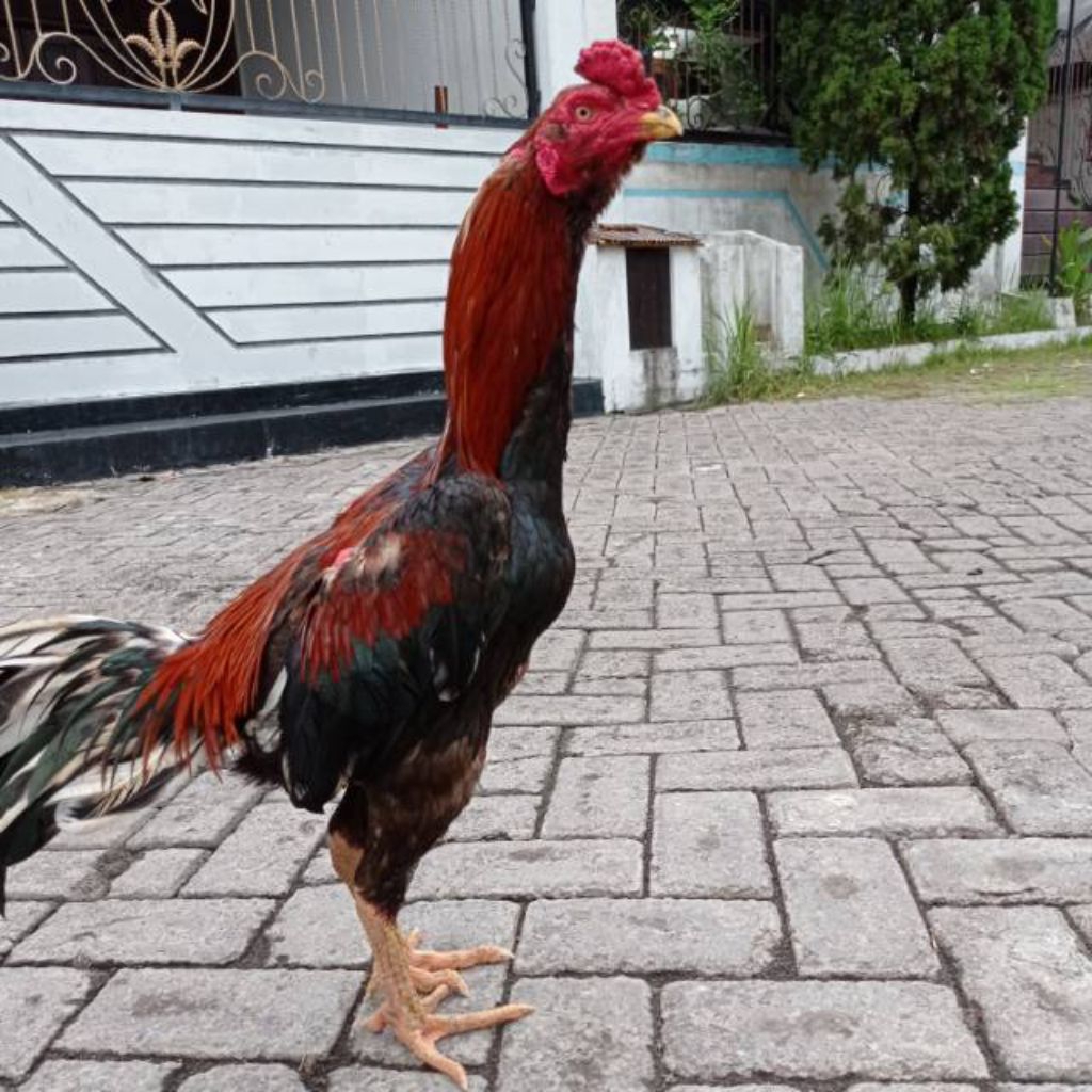 

telur ayam Bangkok klasik fertil siap buat ditetaskan