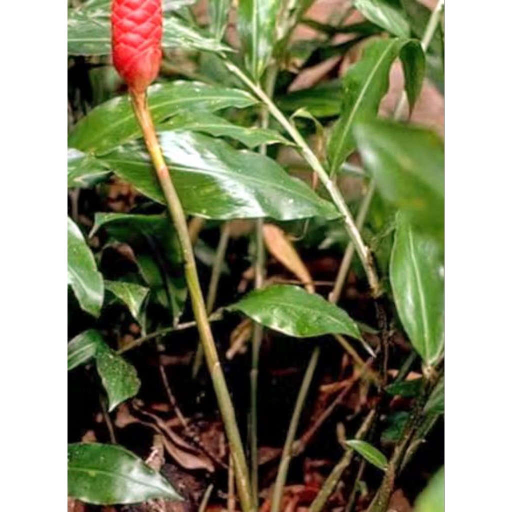 

daun lempuyang segar 250 gram