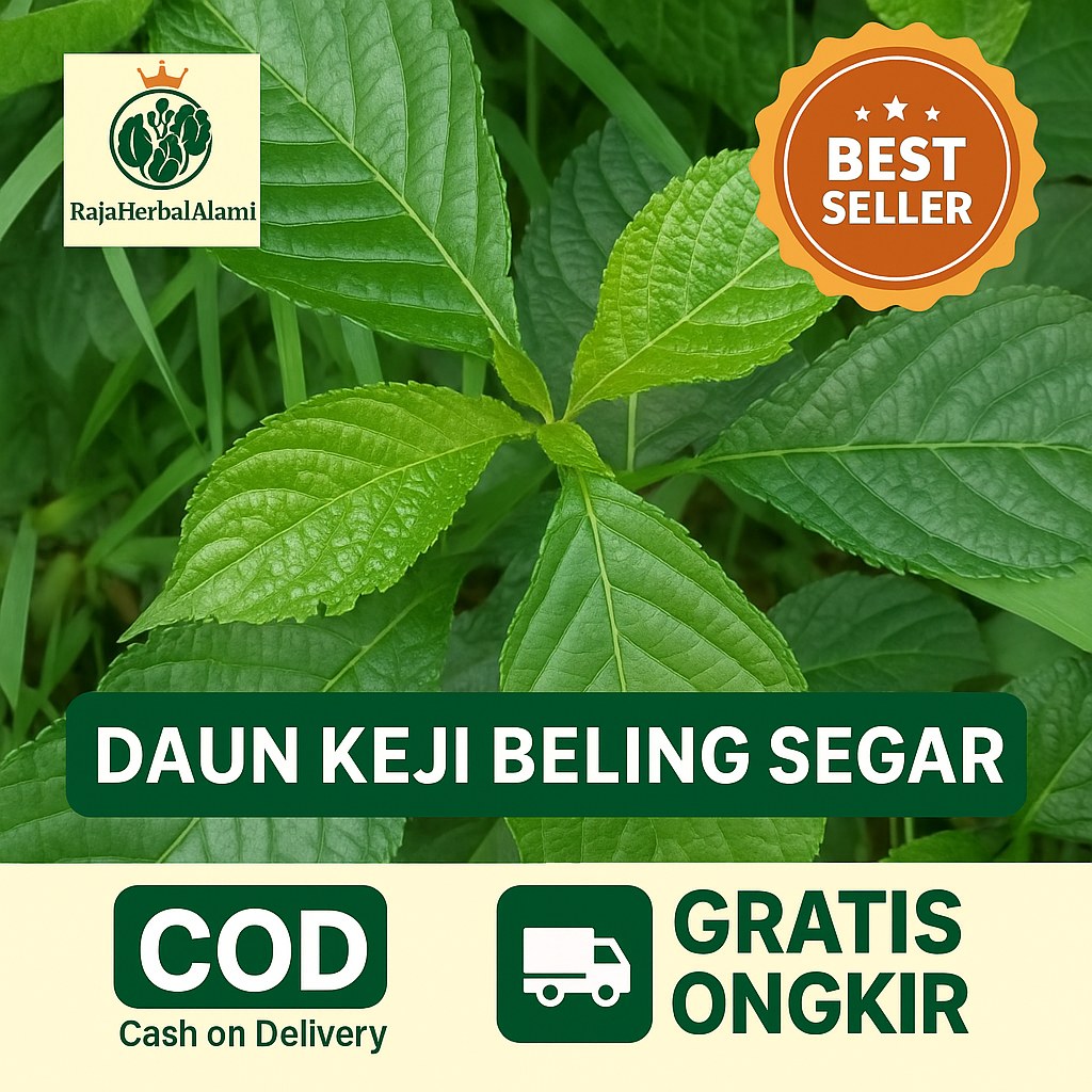 

DAUN KEJI SEGAR PER 1 LEMBAR MURAH COD