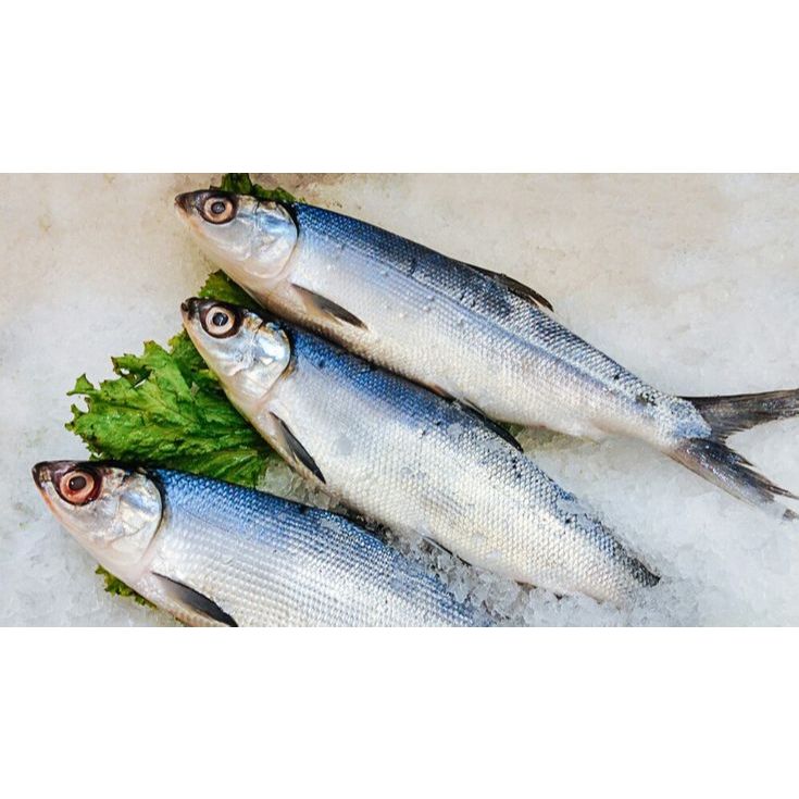 

Ikan Bandeng Segar 1 kilo