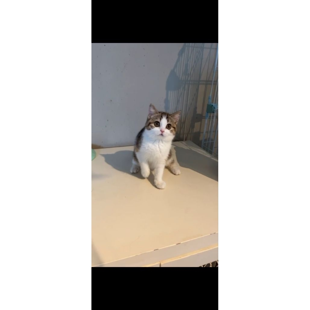 KUCING KITTEN BSH BICOLOR MARBLE