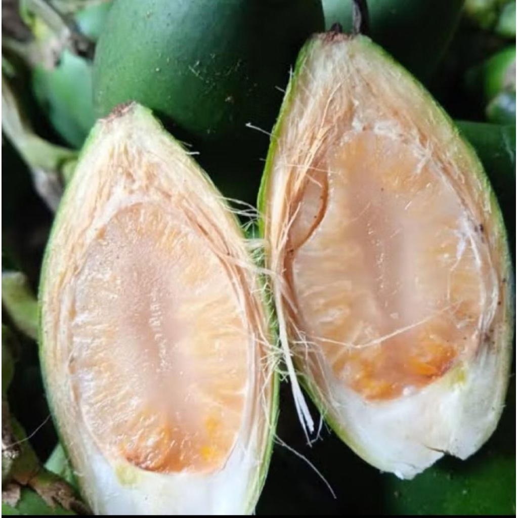 

Buah pinang muda harga promo 1kg