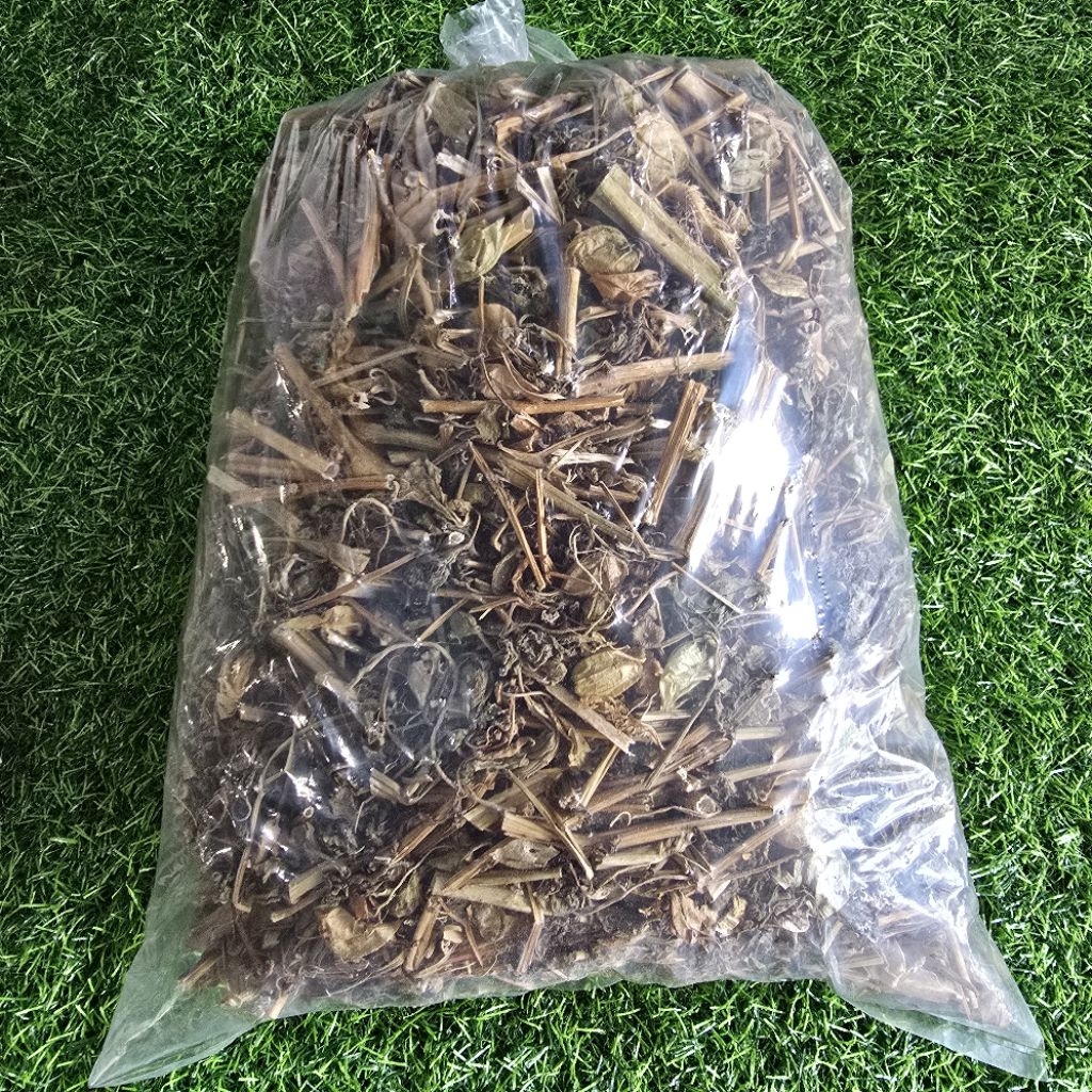 

Ciplukan kering 1kg Daun Batang Buah Kering cecenet herbal alami