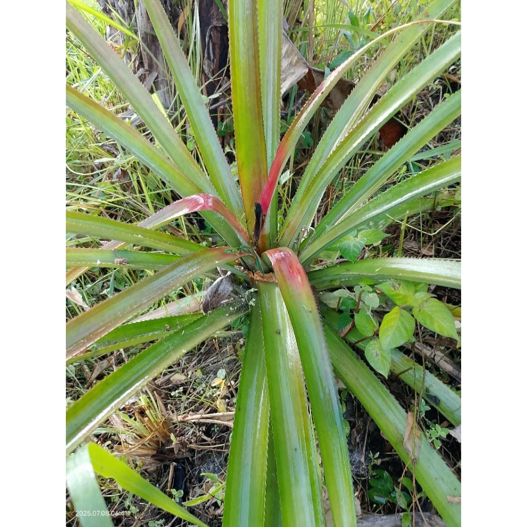 

daun nanas segar