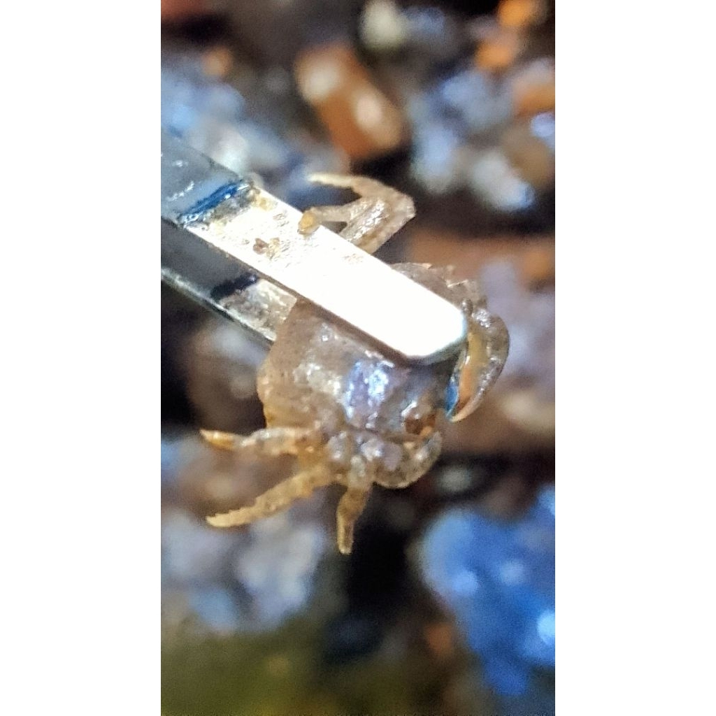 Yuyu kangkang/ Yuyu gembur