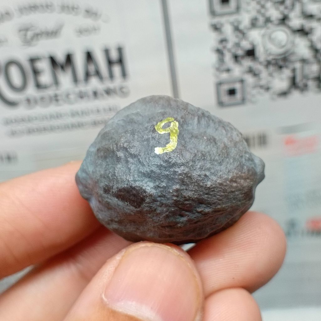 Muncang Adu SB x Manohara kode 9