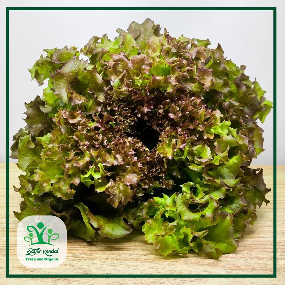 

Selada Keriting Merah Organik - Sayur Kendal