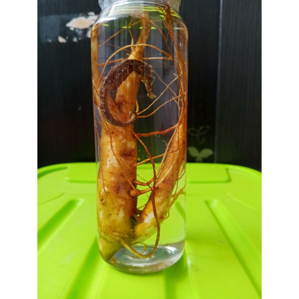 

RENDAMAN GINSENG +KUDA LAUT JAMINAN SEGAR