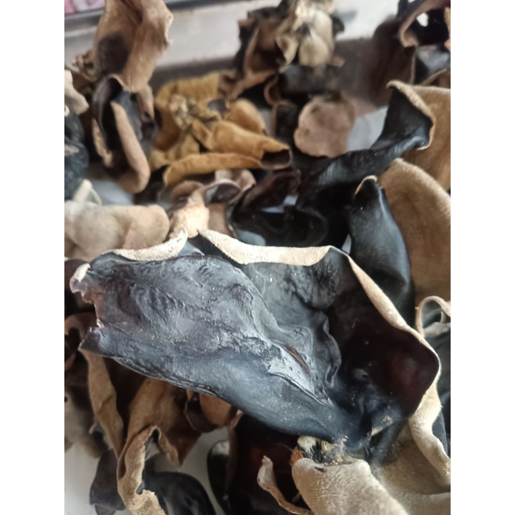 

Jamur kuping kering berat 100 gram