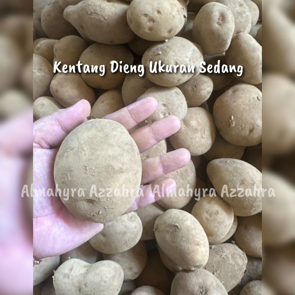 

KENTANG DIENG SEDANG | 500GR & 1KG | ALMAHYRA AZZAHRA