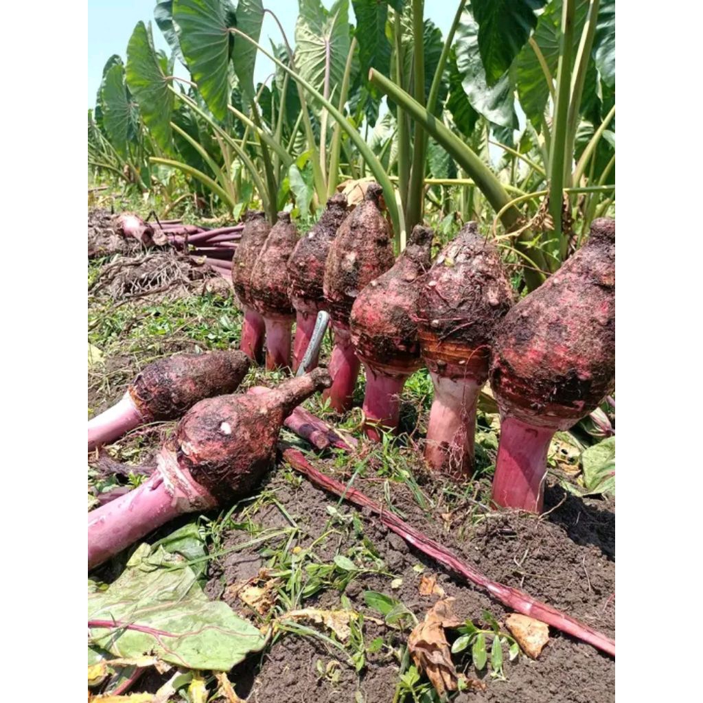 

Umbi Talas Bogor Ungu / Talas Pratama P3 Ungu Talas Ketan Super Pulen Kualitas Terbaik