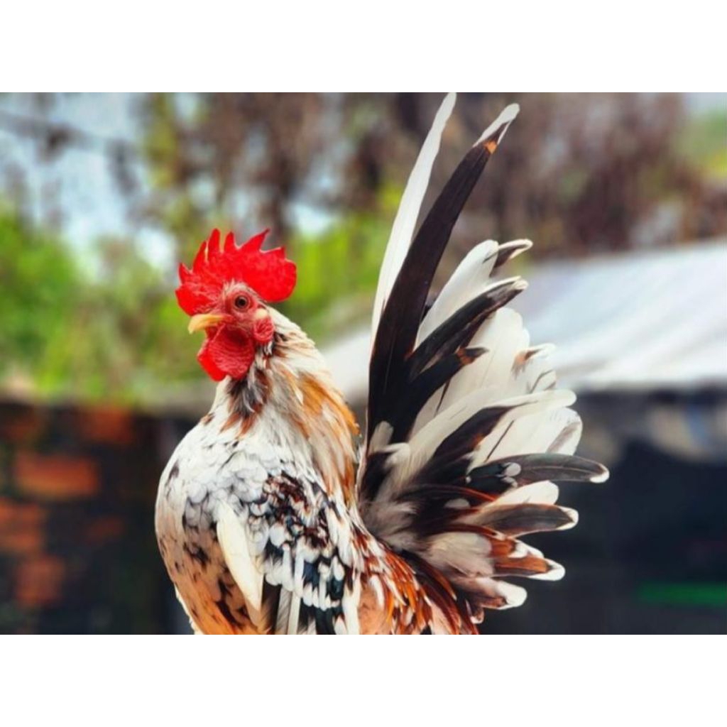 

paket hemat 10 telur ayam hias kate fertil siap buat ditetaskan
