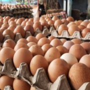 

Telor Telur Ayam Negeri Fresh 1kg