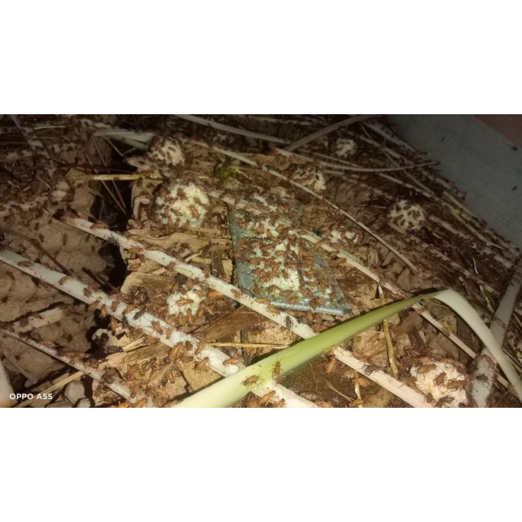 JANGKRIK MADU KUNYITT