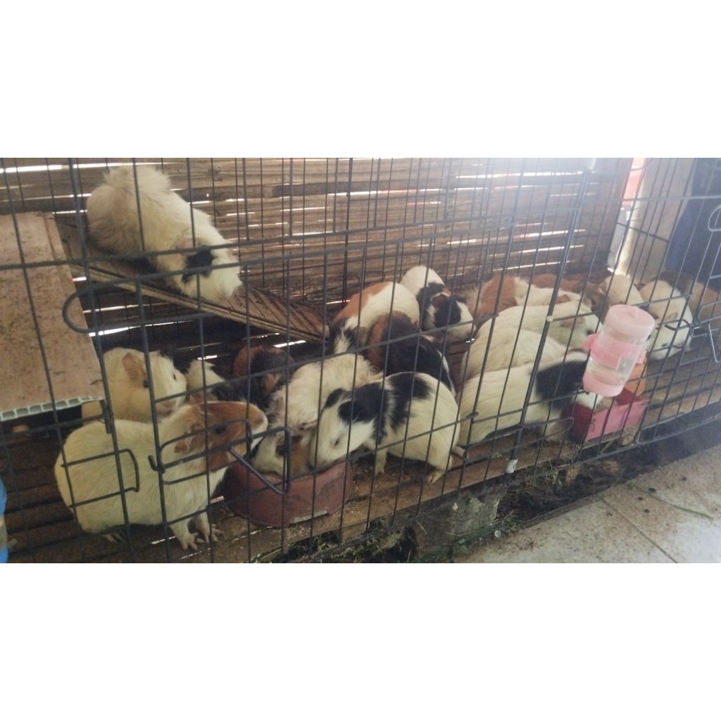Indukan Hamil Marmut Lokal Guineapig Local Khusus Siap Melahirkan Anakan