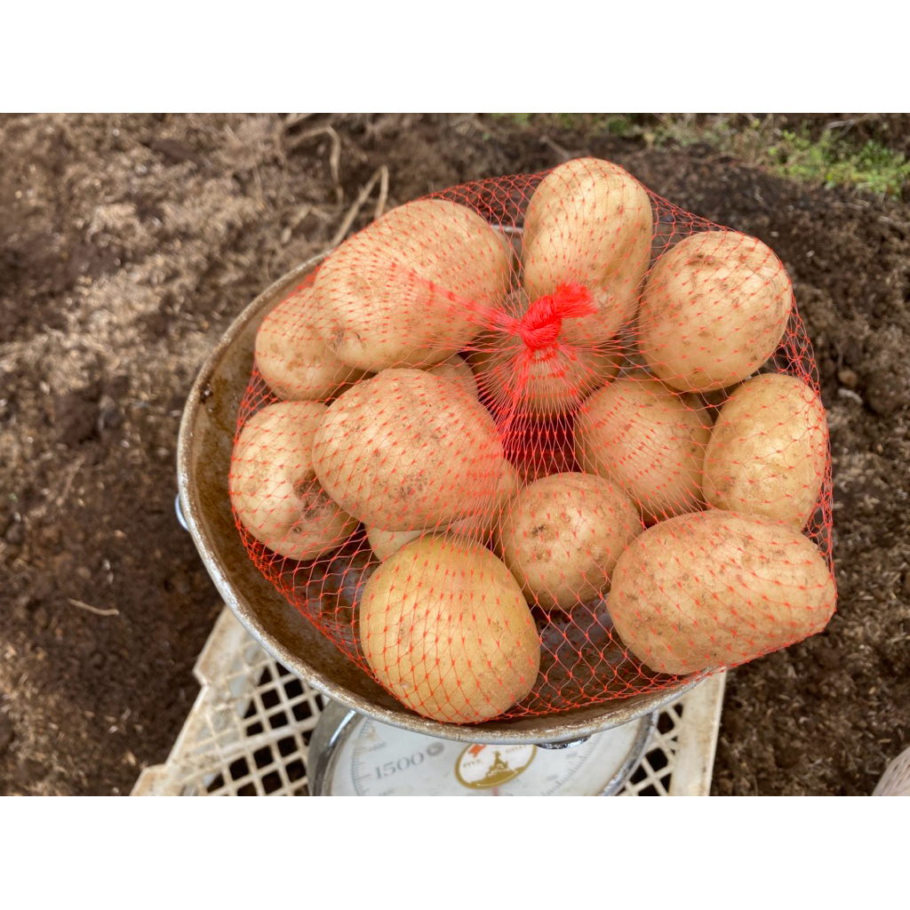 

KENTANG DIENG UKURAN SEDANG isi 10 - 17 Biji - Sekecil Telor Ayam - BARU PANEN DARI KEBUN - TANI MAKMUR 165