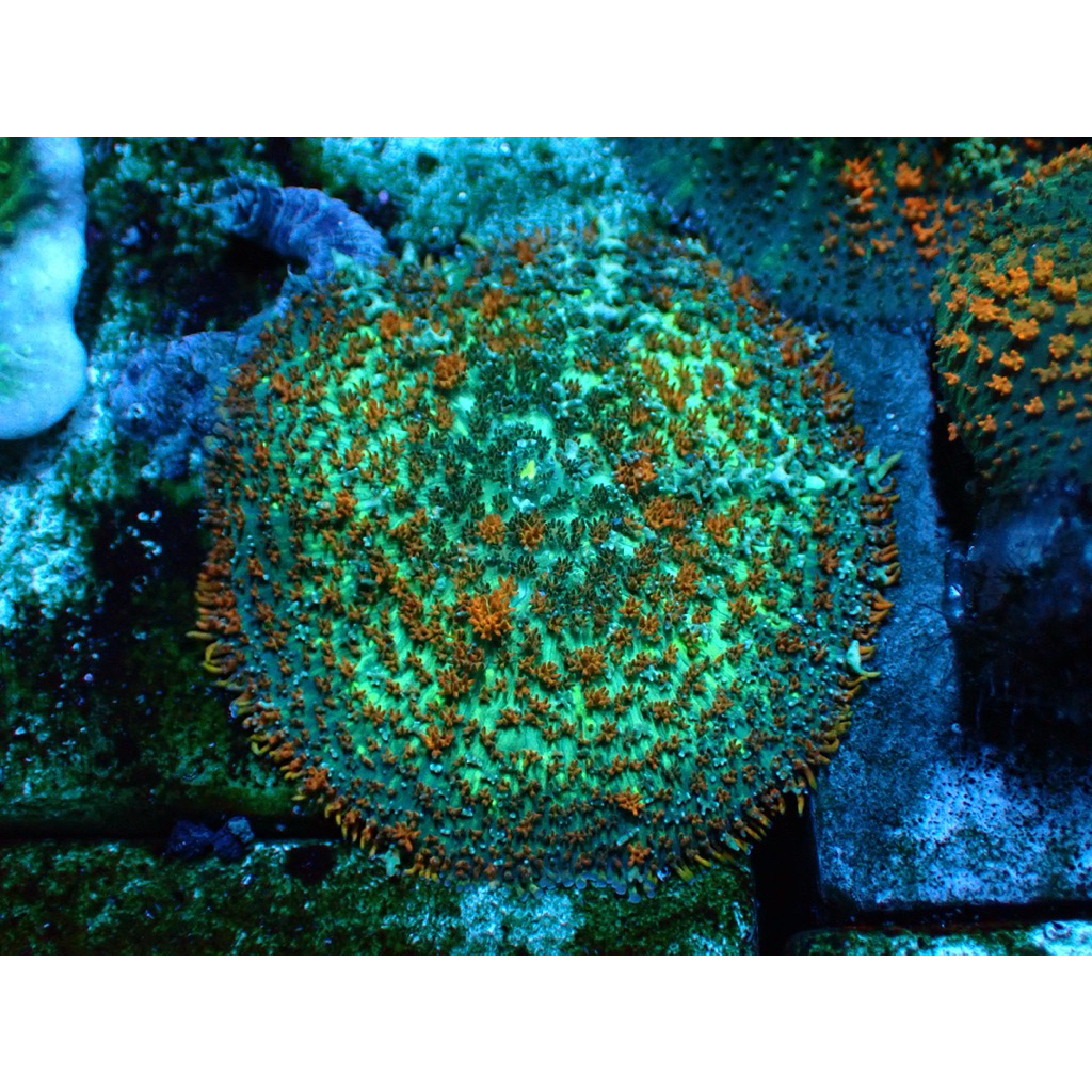 

rodactis bounce mushroom jamur balon (bahan)