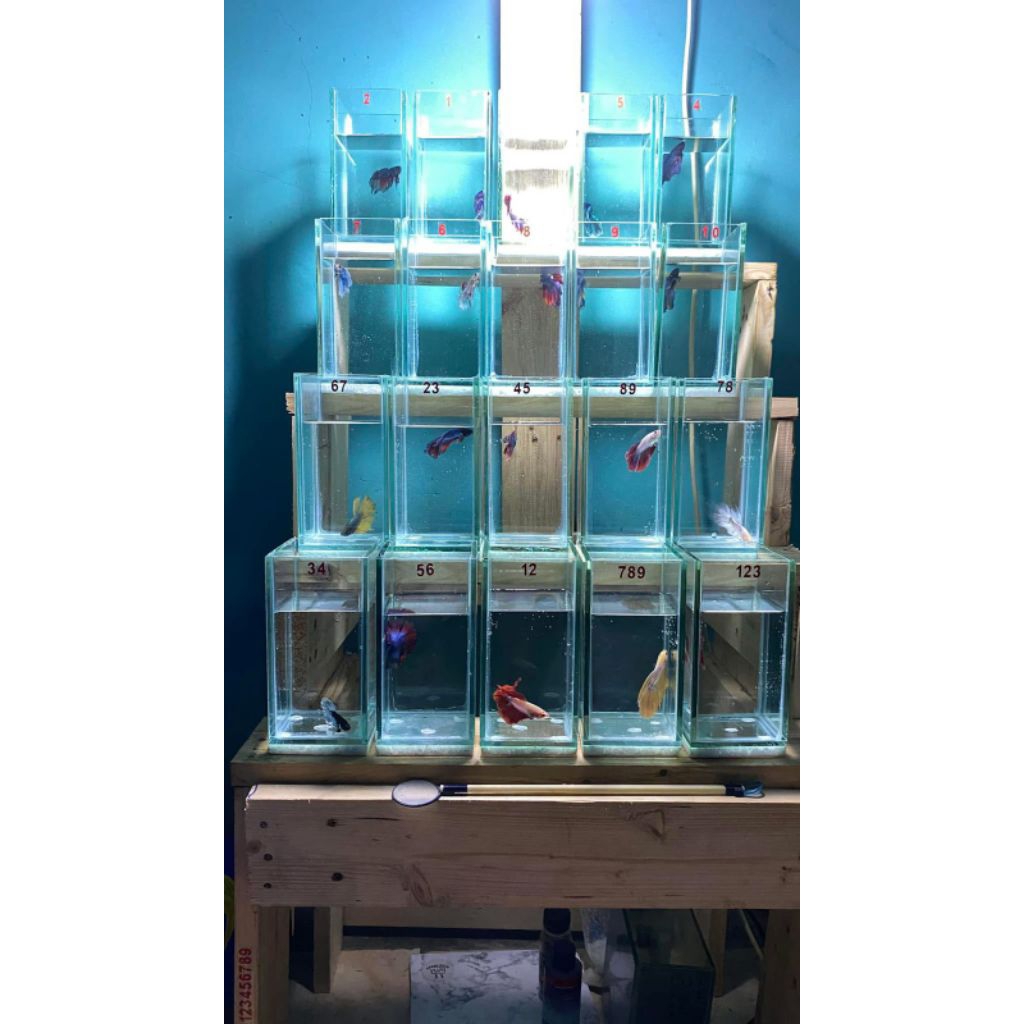 rak ikan cupang 4 susun