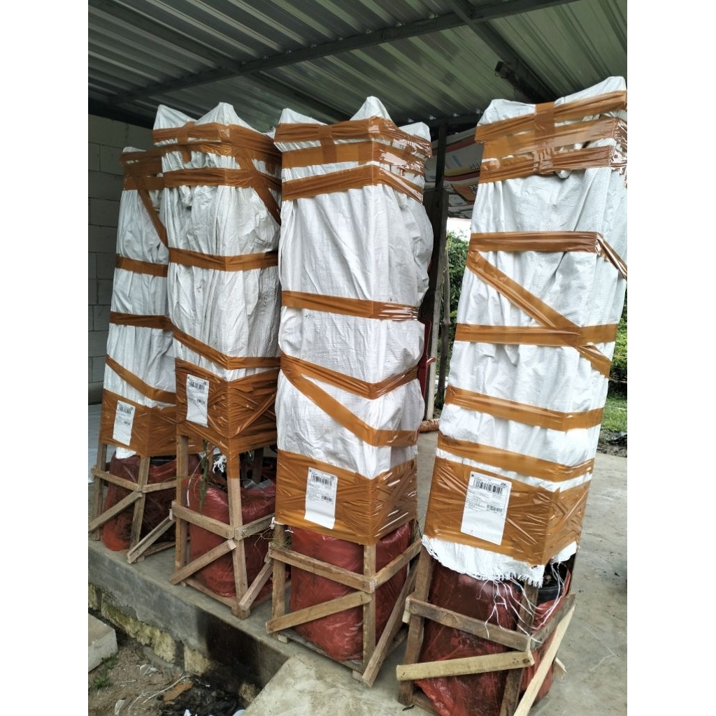 

SPESIAL LIVE CARGO BOYY 50