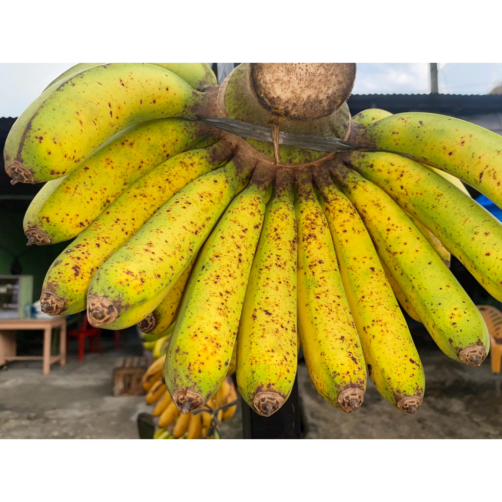 

Pisang barangan jumbo medan