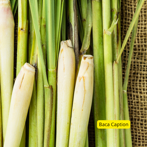 

Daun Serai/ Sereh – Harum Alami & Siap Masak