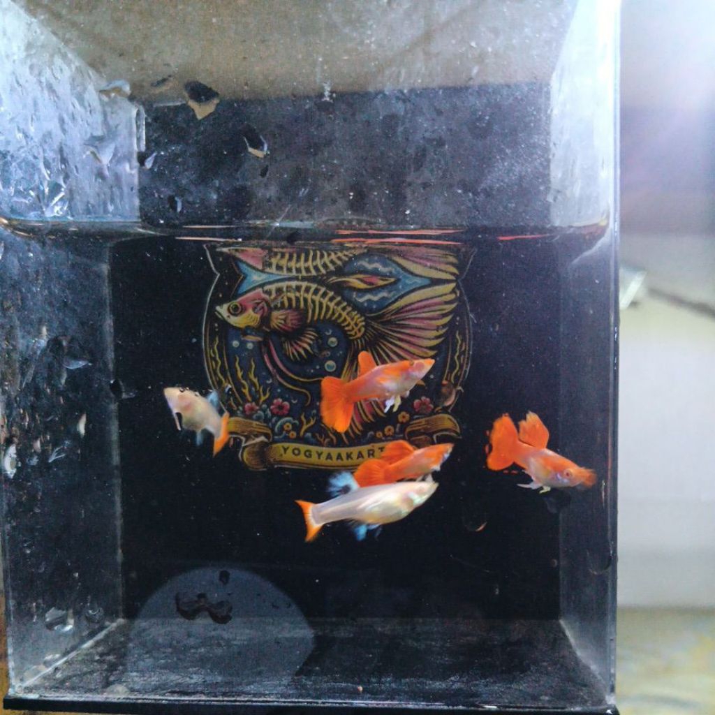 pakan guppy albino tuxedo