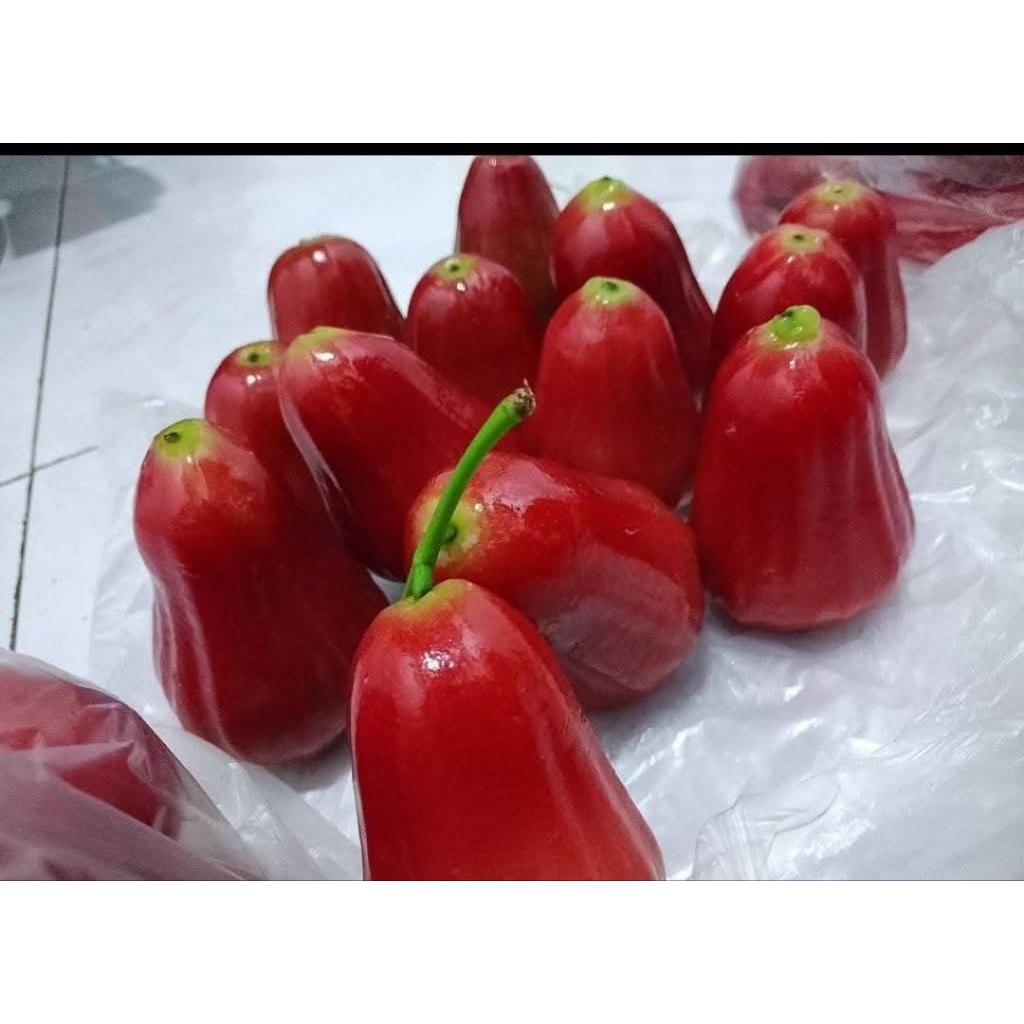 

Jambu Air Citra Jember -+1kg