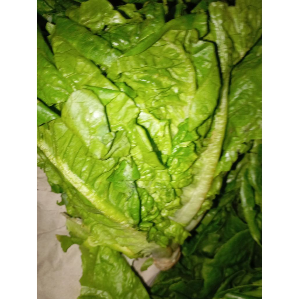 Sayur Letus Letuce Head segar