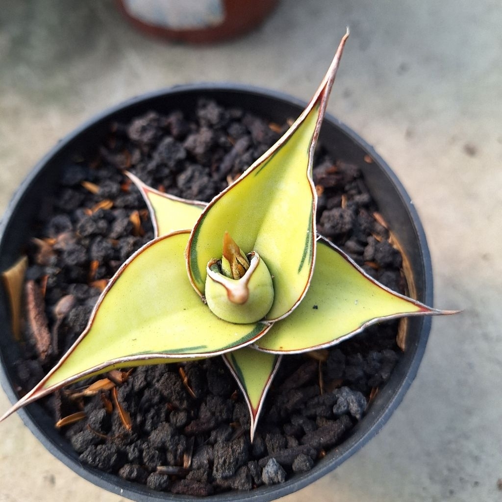 Pinguicula Varigata Aurea Sansevieria Lidahmertua