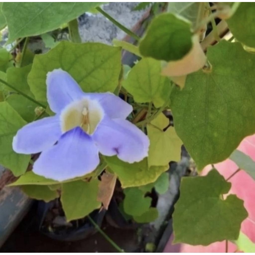 Tanaman Rambat Thumbergia bunga ungu / Pohon Tumbergia bunga Ungu