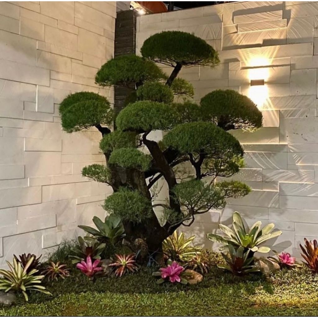 Tukang taman bonsai cemara udang dan bromolia import
