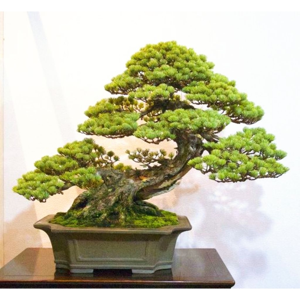 BONSAI SIAP JADI