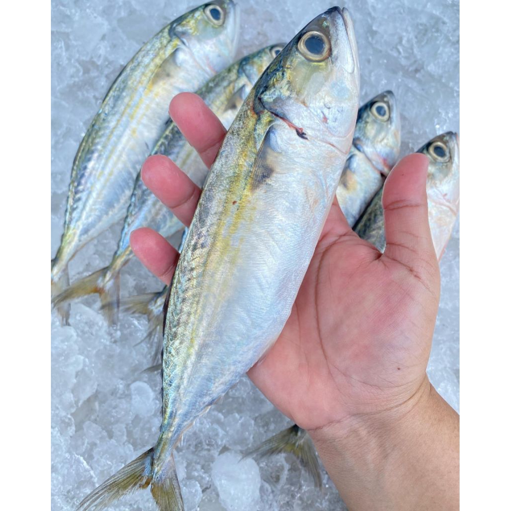 

Ikan Kembung Banjar 1kg 6/8 Ekor