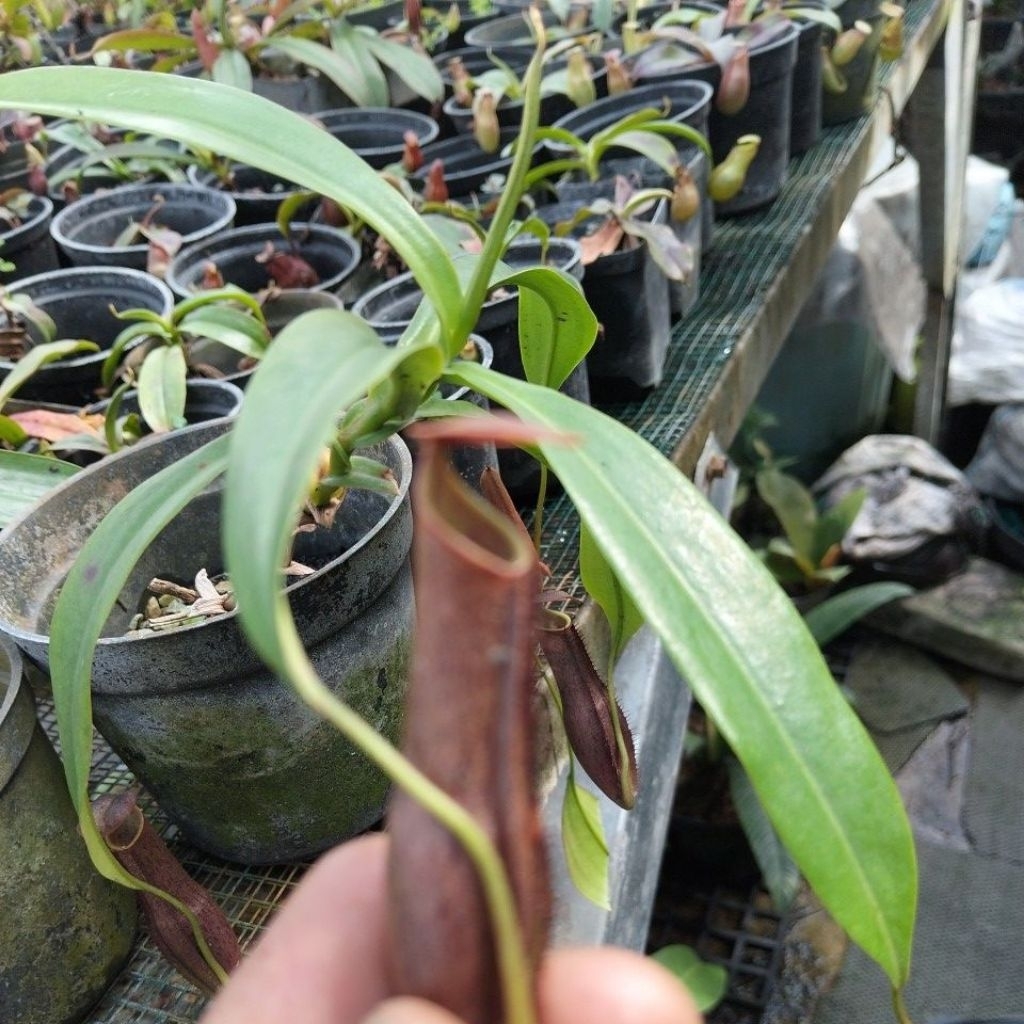 gracilis x maxima/nepenthes/kantong Semar/tanaman karnivora/tanaman hias