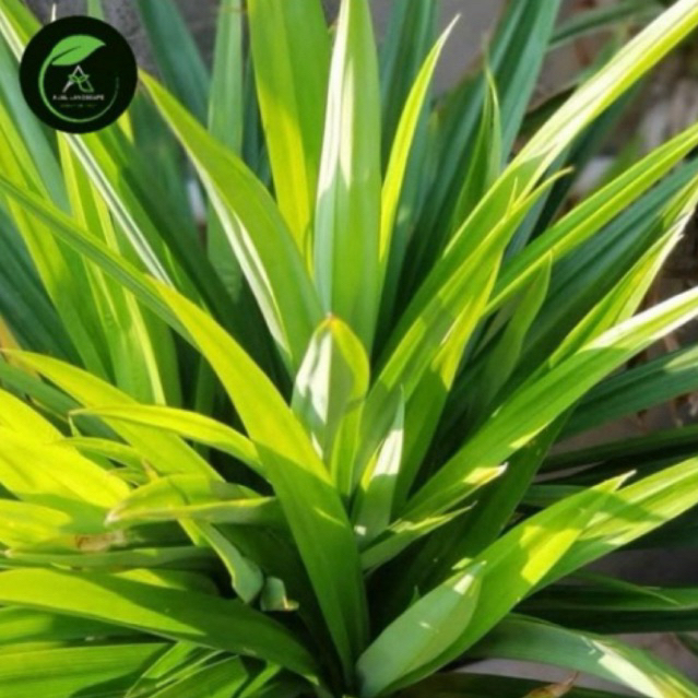 tanaman pandan wangi - pohon pandan wangi - pandan wangi