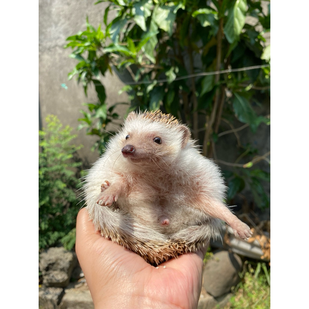 Landak mini indukan jantan siap kawin