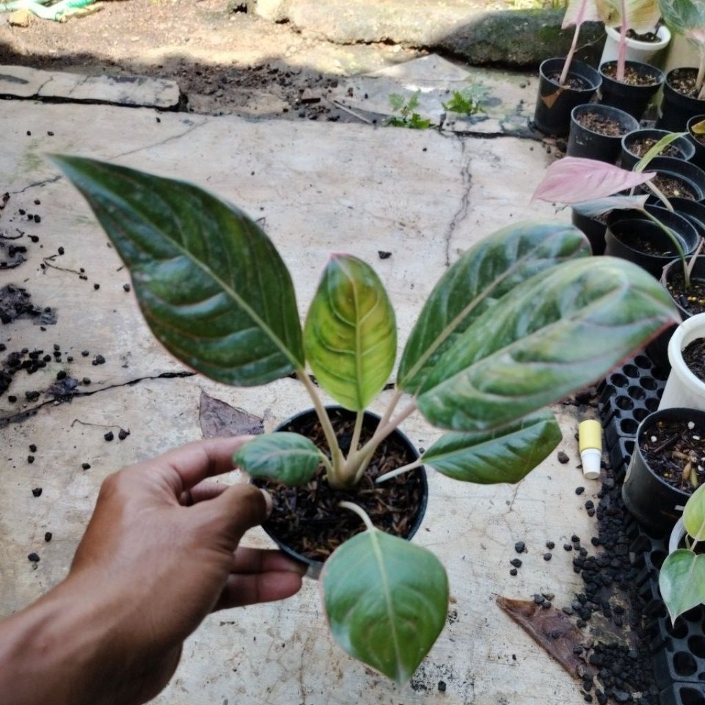 Tanaman Hias Bunga Aglonema Lipstik Cobra ( Remaja )