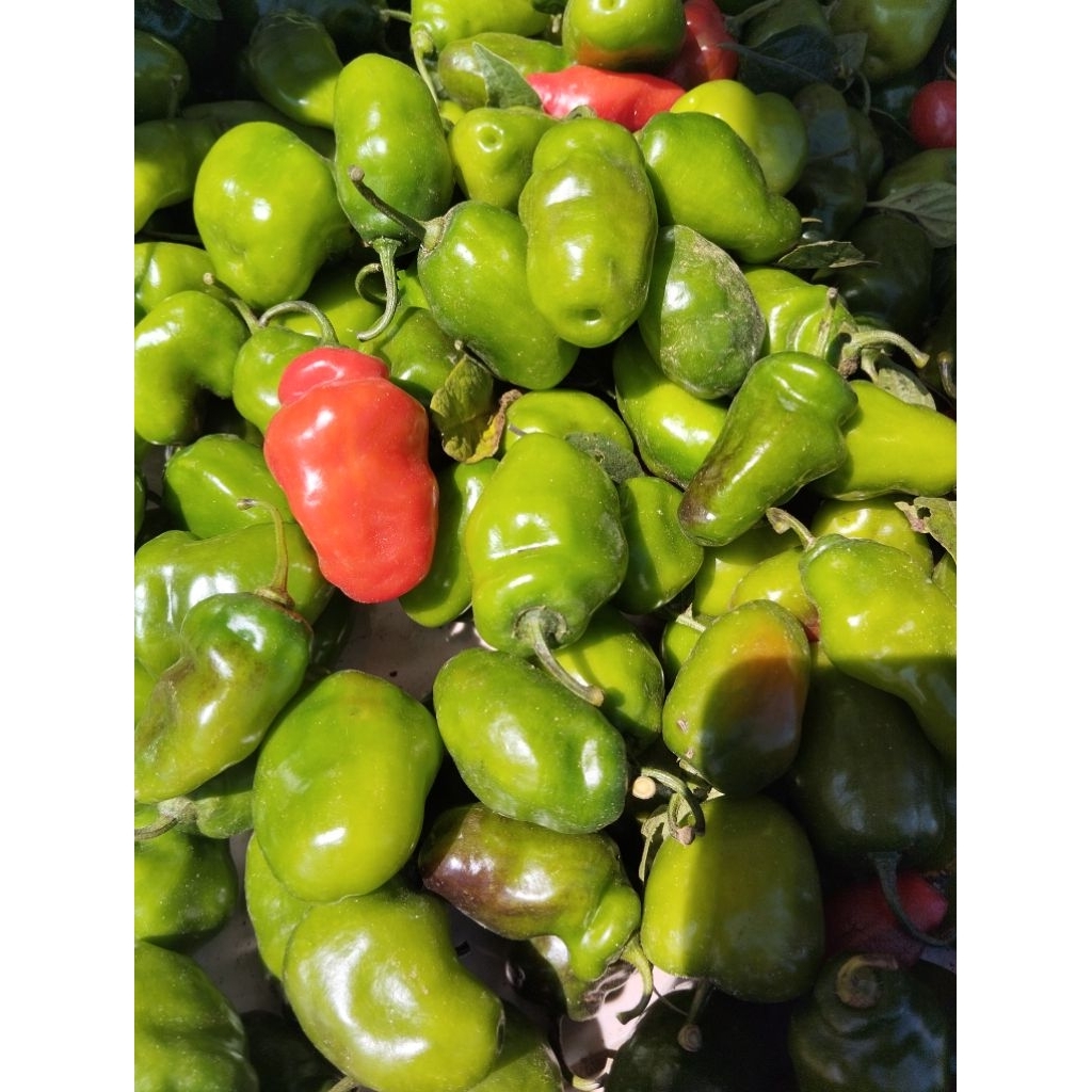 

5kg Cabe gendot Dieng(Reseller)