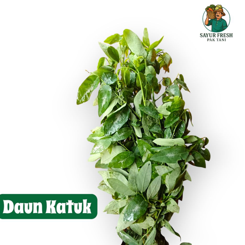

daun katuk segar