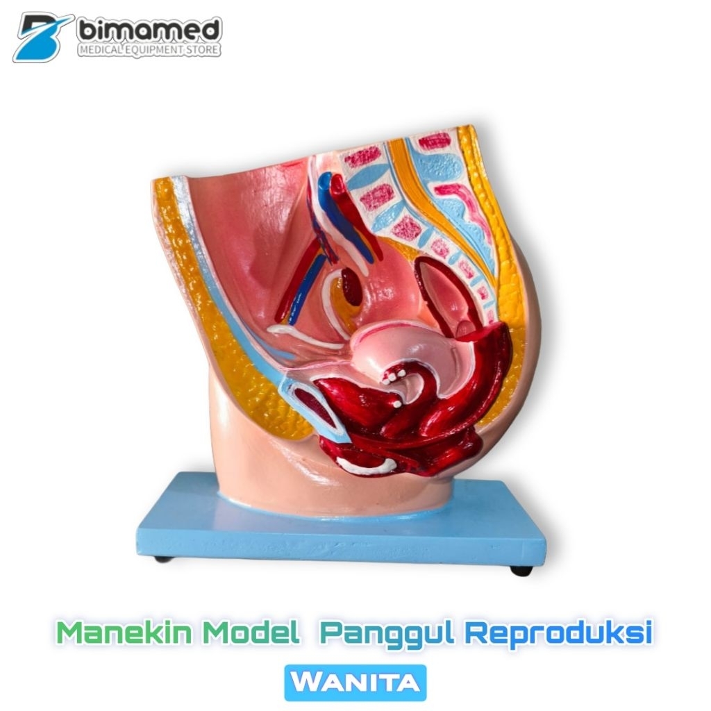 PHANTOM / MANIKIN MODEL PANGGUL REPRODUKSI WANITA