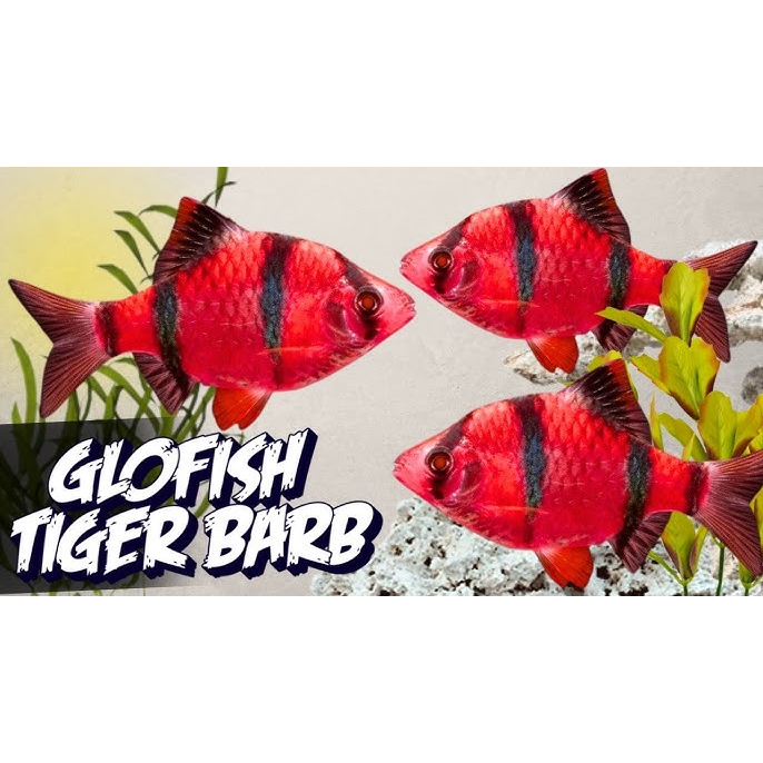 ikan Hias Tiger Barb HIJAU MERAH / GREEN TIGER BARB / RED TIGER BARB