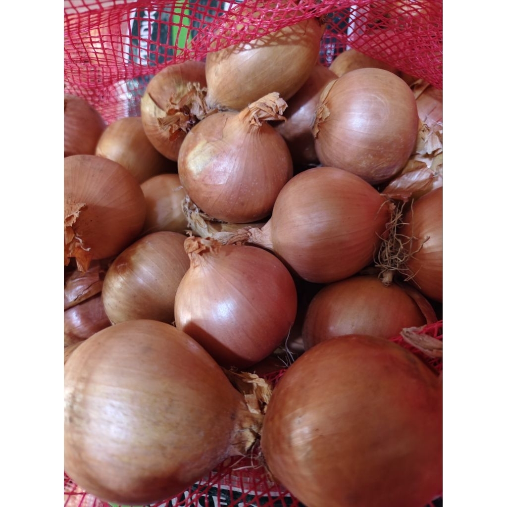

GROSIR Bawang Bombay 5,10&20 kg ukuran. 50/60 PREMIUM