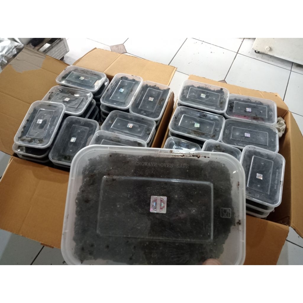 bendingan jailangkung