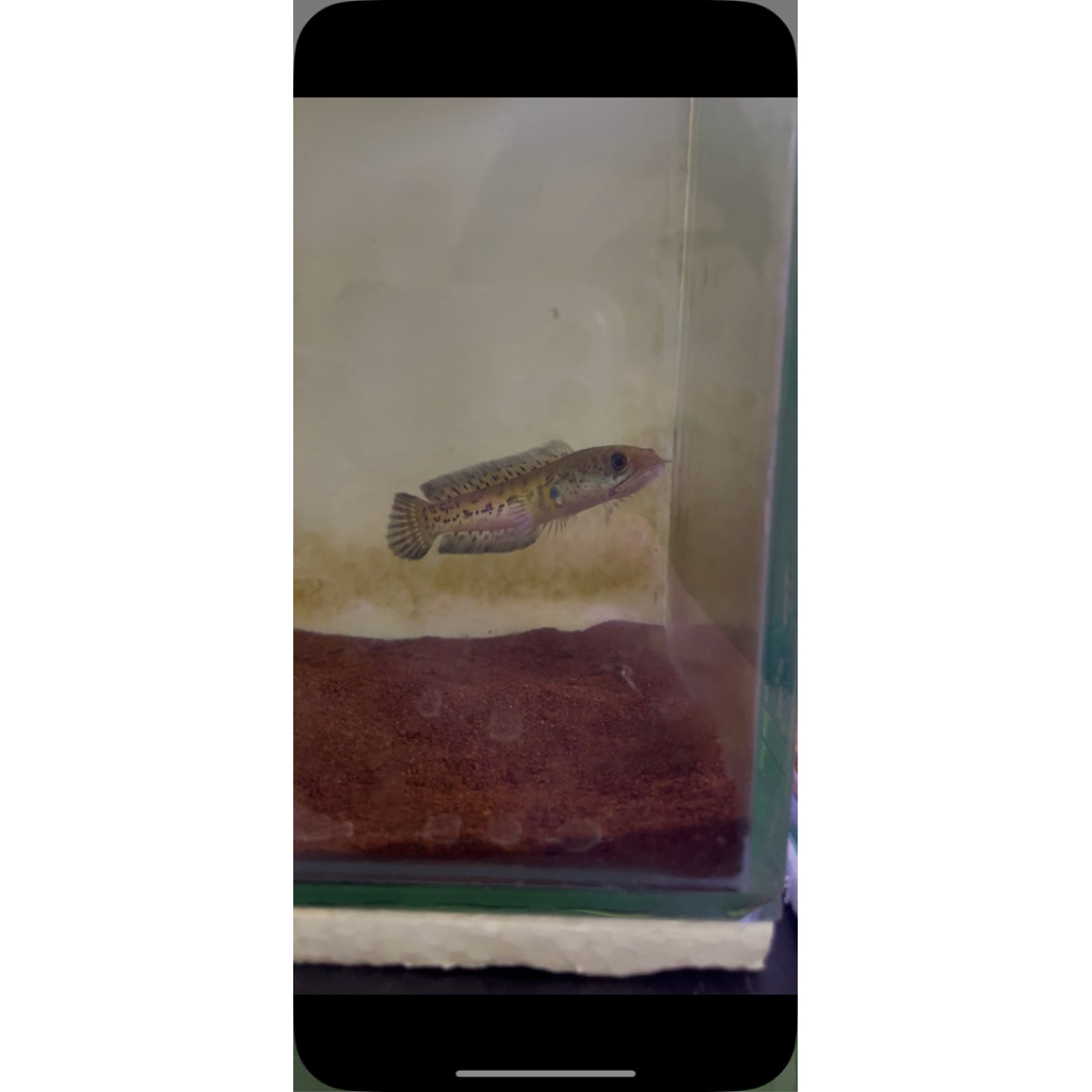 Baby Auranti CB 9-10 cm