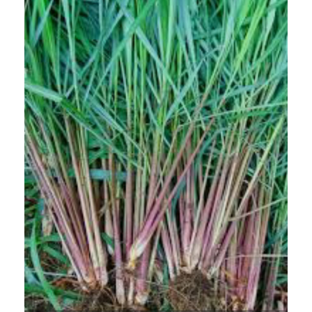 

SEREH WANGI 500 gr,. BARU PETIK MASIH FRES #SERAI MERAH