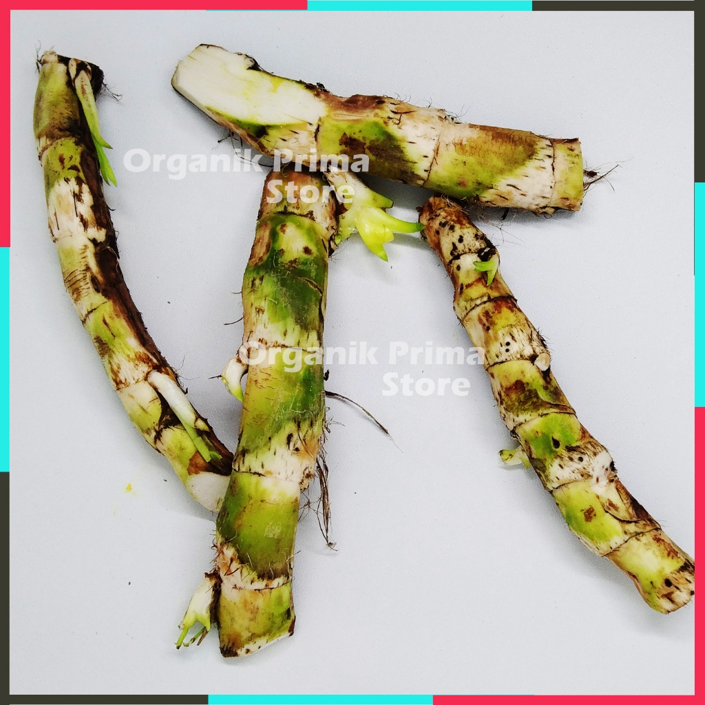 

Dlingo Segar 100gr Jeringau Asli Organik dari Mata Air