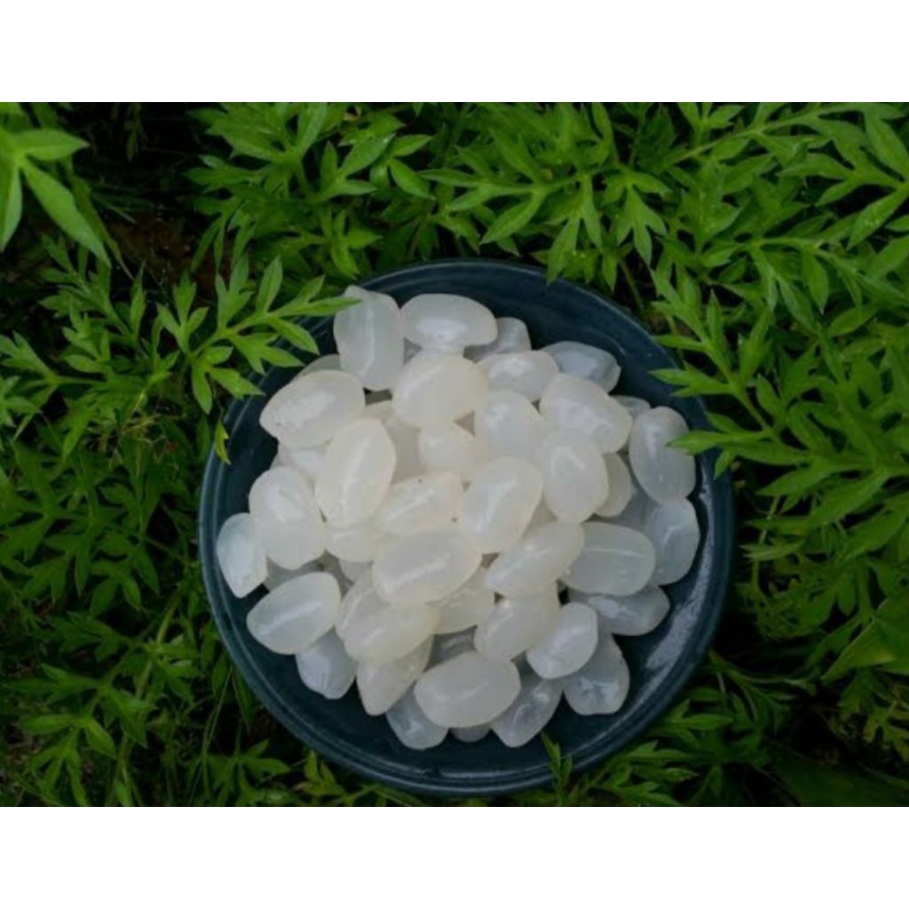 

BUAH KOLANG KALING 1 Kg,. #CANGKALENG buah atap, buah aren, dan cangkaling