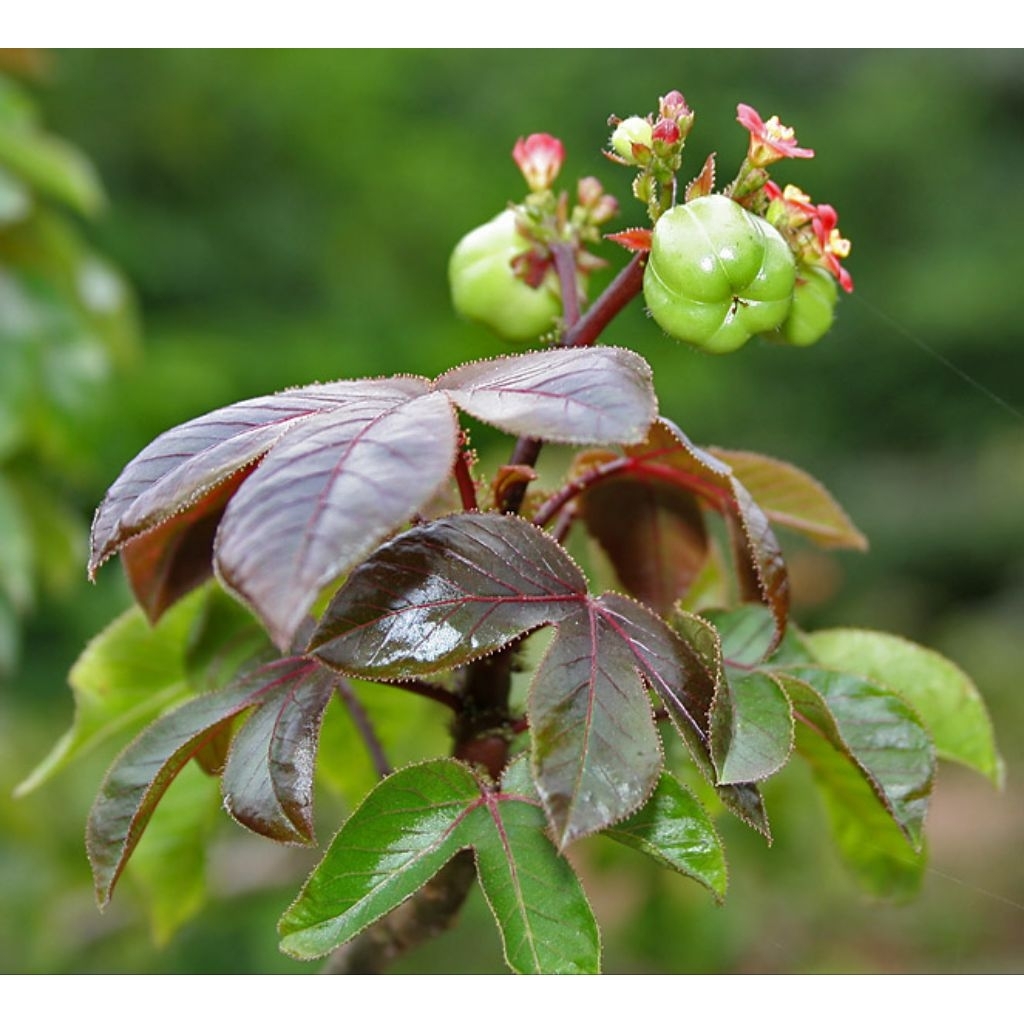 Bibit Tanaman Toga JARAK MERAH - Pohon Obat Jarak Merah