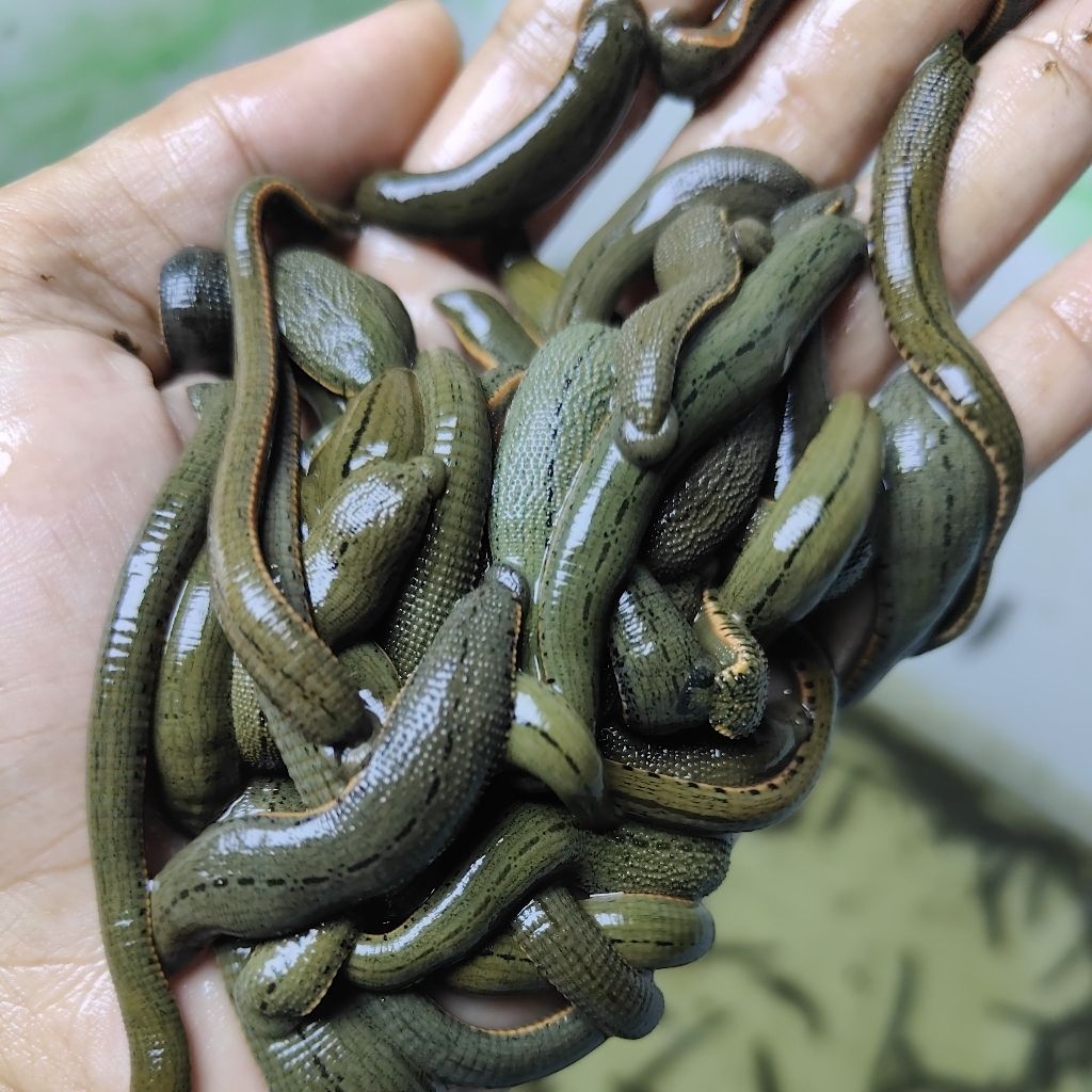 Lintah Ukuran Sedang Untuk Terapi steril